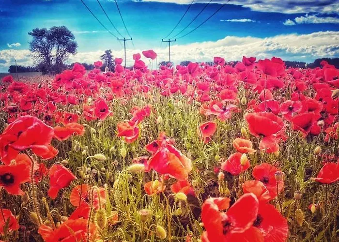Fachwerkhaus Im Herzen Von Apartment *